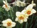 Narcissus Sunapee Image 1