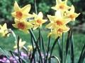 Narcissus Susan Pearson Image 1