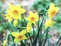 Narcissus Suzy Image 1