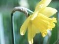 Narcissus Symphonette Image 1