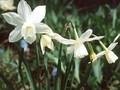 Narcissus Thalia Image 1