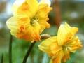 Narcissus Tiritomba Image 1