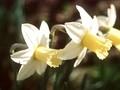 Narcissus Titania Image 1