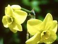Narcissus Tittle Tattle Image 1