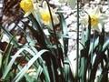 Narcissus Tudor Minstrel Image 1