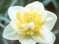 Narcissus Unique Image 1