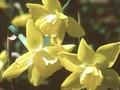 Narcissus Verdin Image 1