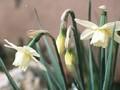 Narcissus Waxwing Image 1
