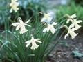 Narcissus W P Milner Image 1