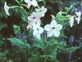 Nicotiana sanderae Image 1