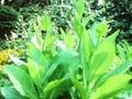 Nicotiana sylvestris Image 1