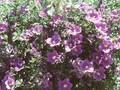 Nierembergia hippomanica var violacea Image 1