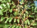 Nothofagus antarctica Image 1