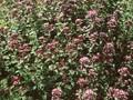 Origanum vulgare Image 1