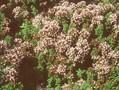 Origanum vulgare Compactum Image 1
