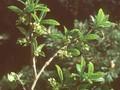 Orixa japonica Image 1