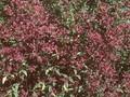 Origanum laevigatum Hopleys Image 1