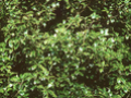 Osmanthus heterophyllus Image 2