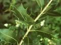 Osmanthus aquifolium Image 1