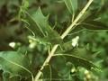Osmanthus heterophyllus Image 1