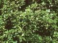Osmanthus heterophyllus Aureomarginatus Image 1