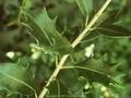 Osmanthus ilicifolius Image 1