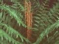 Osmunda cinnamomea Image 1