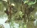 Osmunda claytoniana Image 1