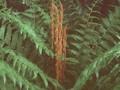 Osmunda imbricata Image 1