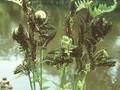 Osmunda interrupta Image 1
