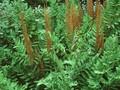 Osmunda regalis Image 1