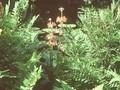 Osmunda regalis Gracilis Image 1