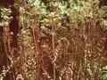 Osmunda regalis Purpurascens Image 1