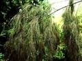 Otatea acuminata subsp aztecorum Image 1