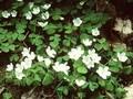 Oxalis acetosella Image 1