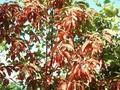 Oxydendrum arboreum Image 1