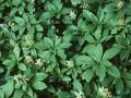 Pachysandra terminalis Green Carpet Image 1