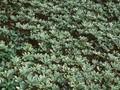 Pachysandra terminalis Variegata Image 1