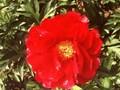 Paeonia Carina Image 1