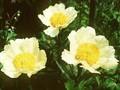 Paeonia Claire de Lune Image 1