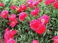 Paeonia lactiflora Bunker Hill Image 1