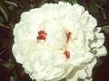 Paeonia lactiflora Festiva Maxima Image 1