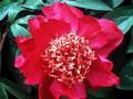 Paeonia lactiflora Hogarth Image 1