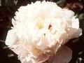 Paeonia lactiflora Inspecteur Lavergne Image 1