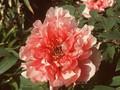 Paeonia lactiflora Jeanne d Arc Image 1