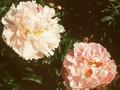 Paeonia lactiflora Lady Alexandra Duff Image 1