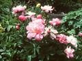 Paeonia lactiflora Monsieur Jules Elie Image 1