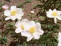 Paeonia lactiflora Murillo Image 1