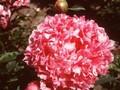 Paeonia lactiflora Petite Renee Image 1