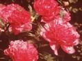 Paeonia lactiflora Pottsii Plena Image 1